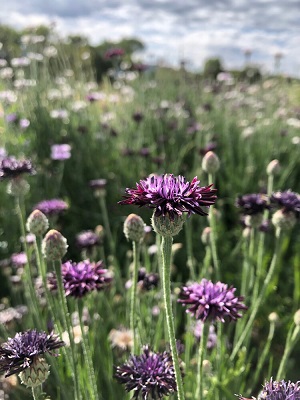 CENTAUREA Classic Magic